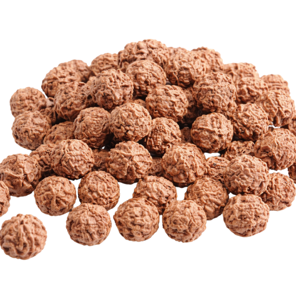 Rudraksha