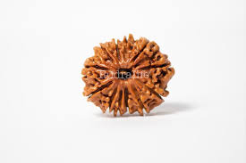 Twelve Face Rudraksha