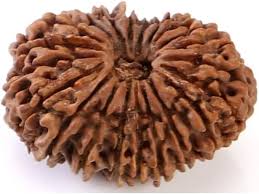 Twenty-one Face Rudraksha