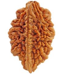 Two Face Rudraksha